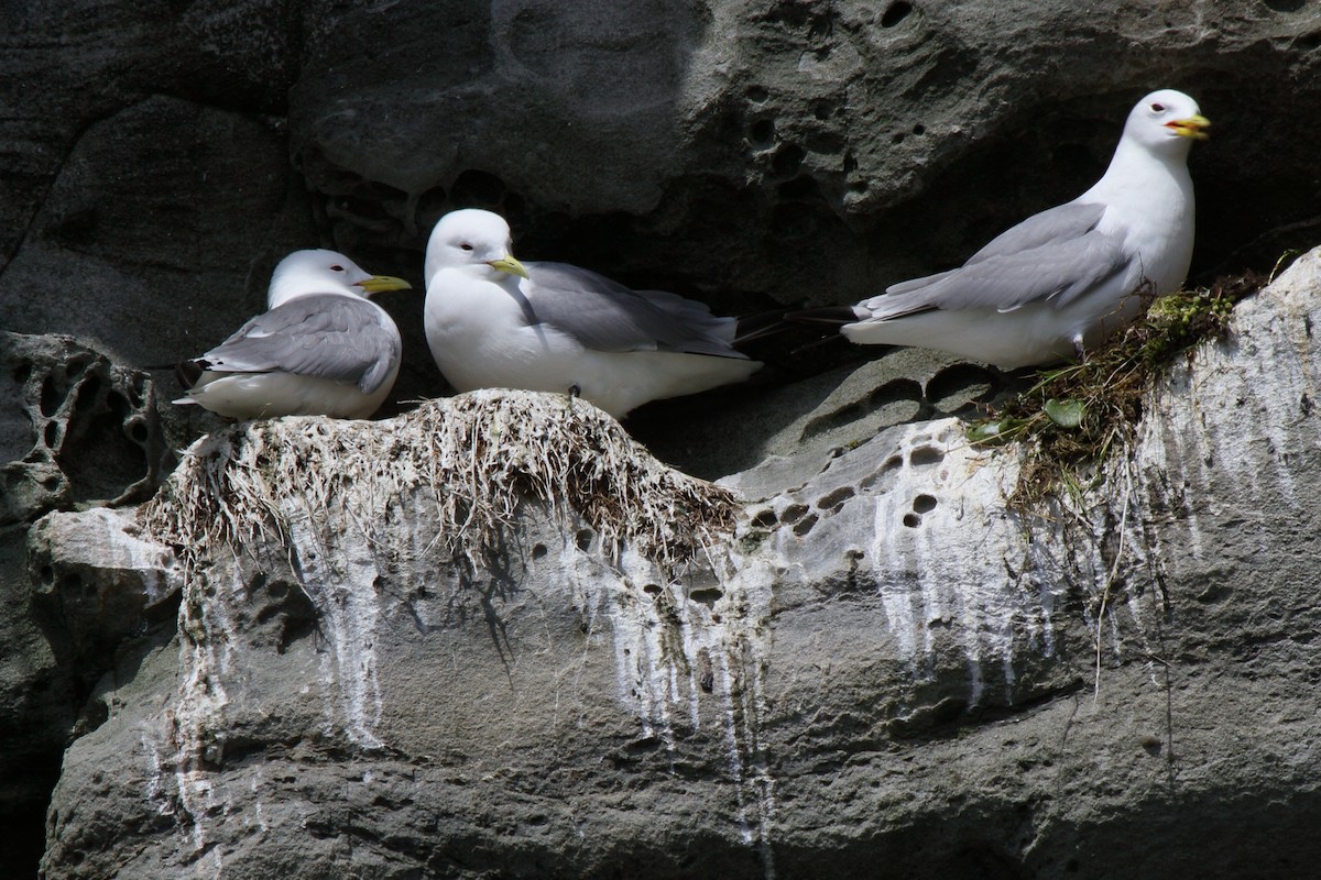 Black-legged Kittiwake - ML646111105