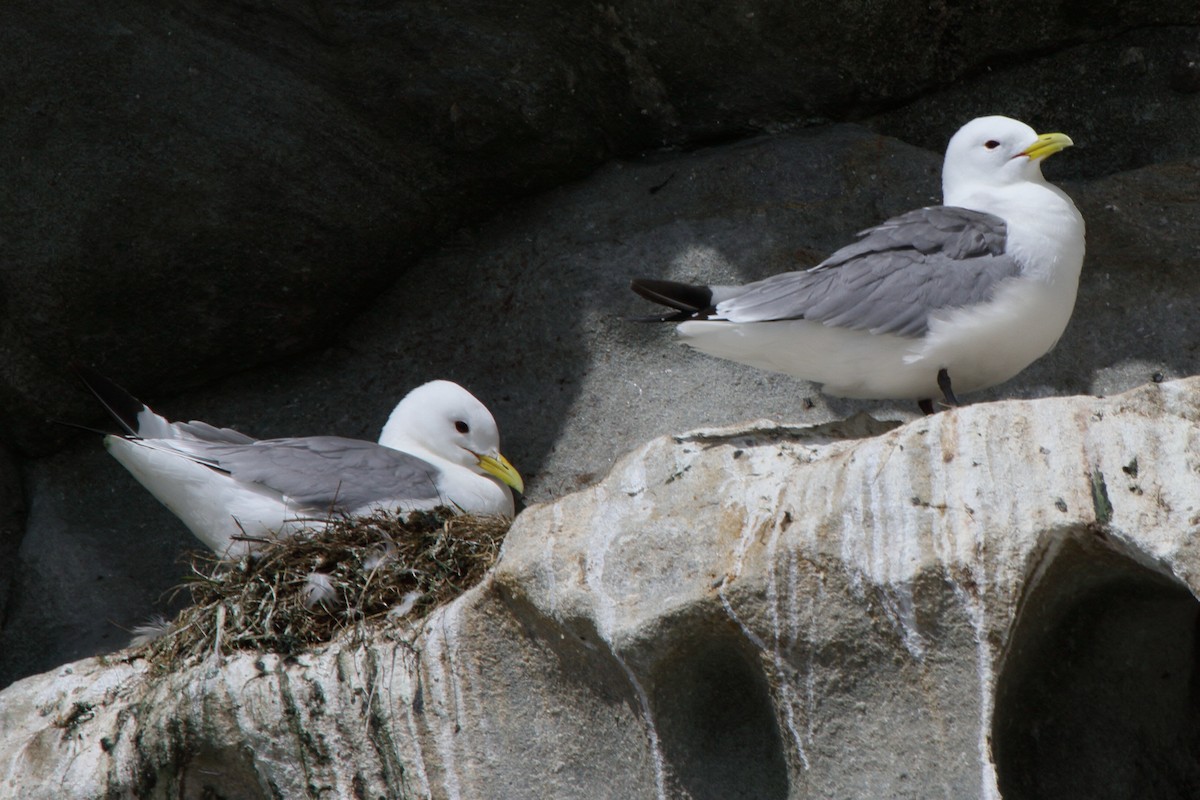 Black-legged Kittiwake - ML646111106