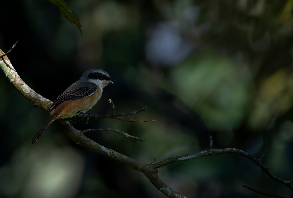 Gray-backed Shrike - ML646111107