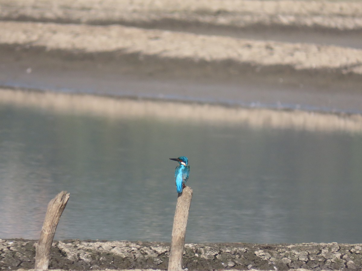 Common Kingfisher - ML646111108