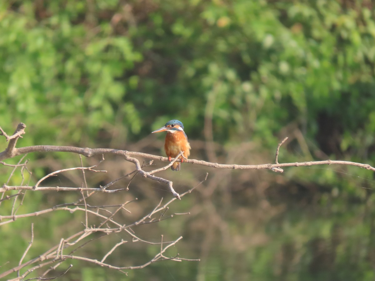 Common Kingfisher - ML646111109