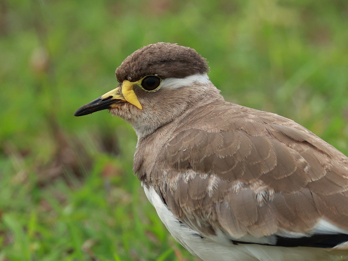 Yellow-wattled Lapwing - ML646111110