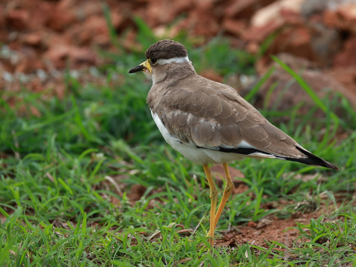 Yellow-wattled Lapwing - ML646111112