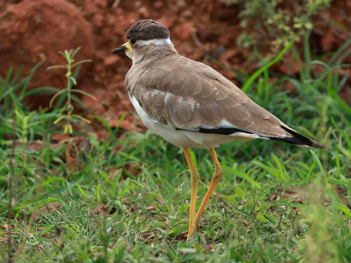 Yellow-wattled Lapwing - ML646111113