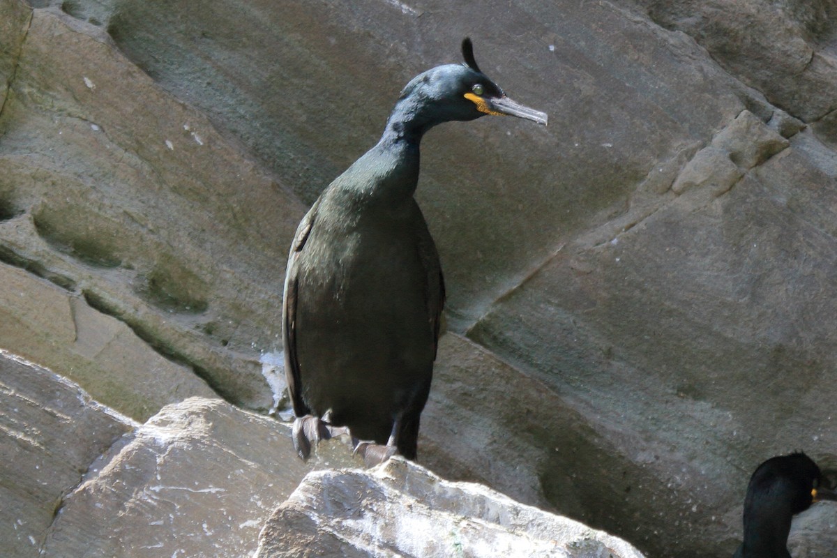 European Shag - ML646111123