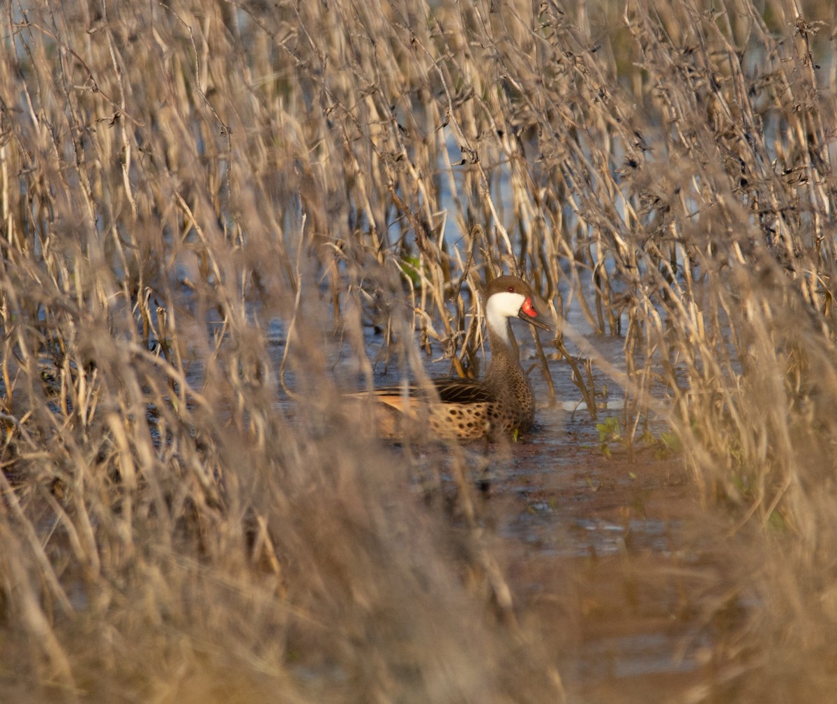 White-cheeked Pintail - ML646111124