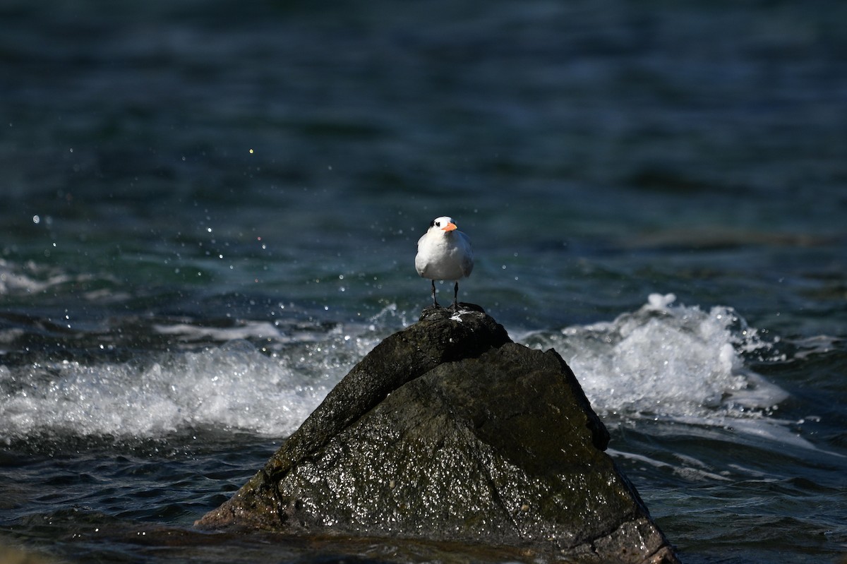Royal Tern - ML646111125