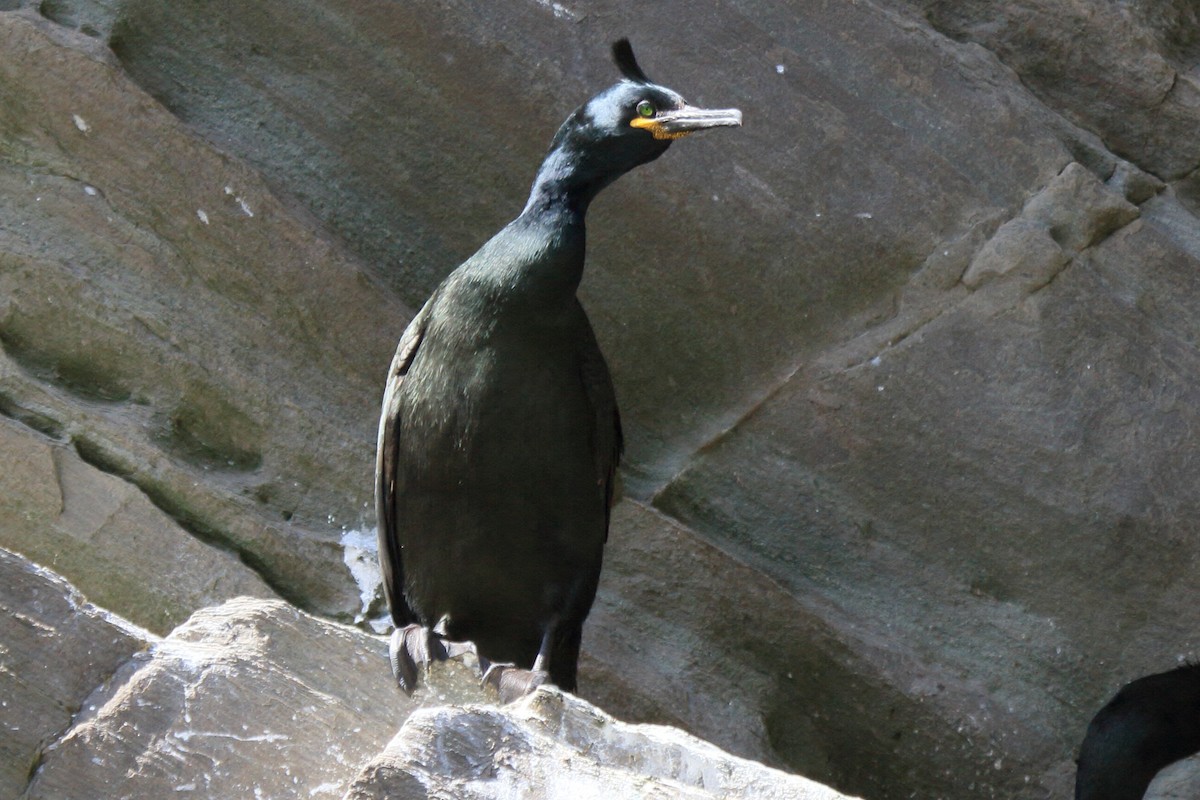 European Shag - ML646111126