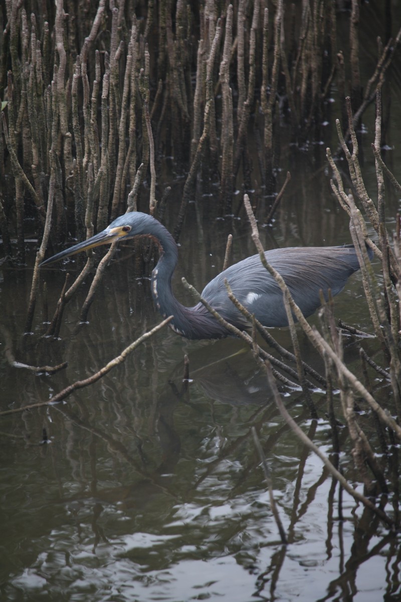 Tricolored Heron - ML646111129
