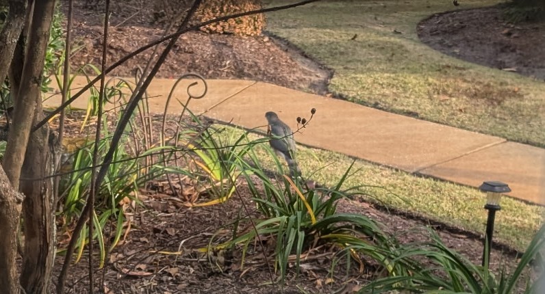 Rundschwanzhabicht - ML646111132