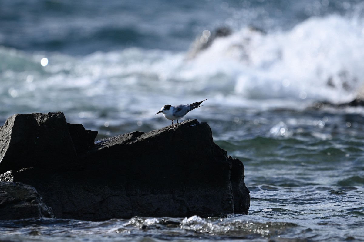 Common Tern - ML646111142