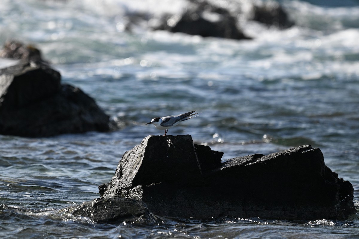Common Tern - ML646111144