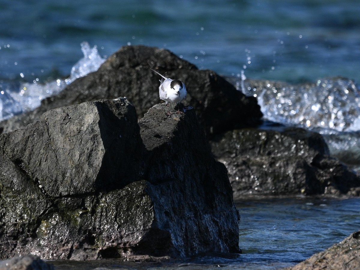 Common Tern - ML646111145