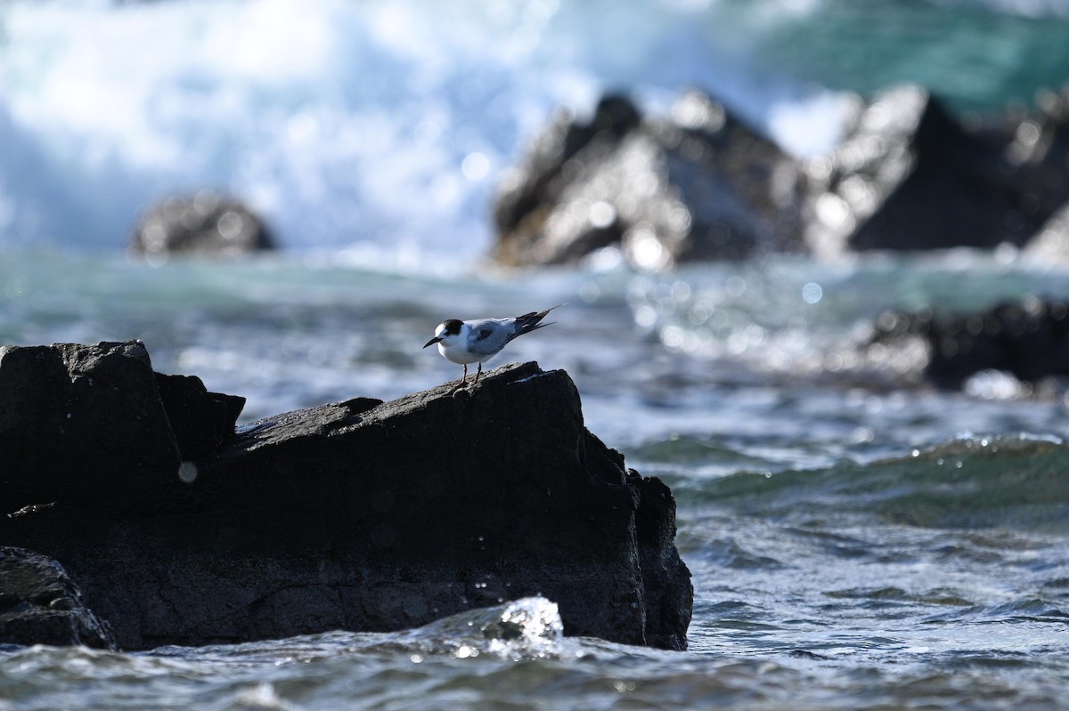 Common Tern - ML646111146