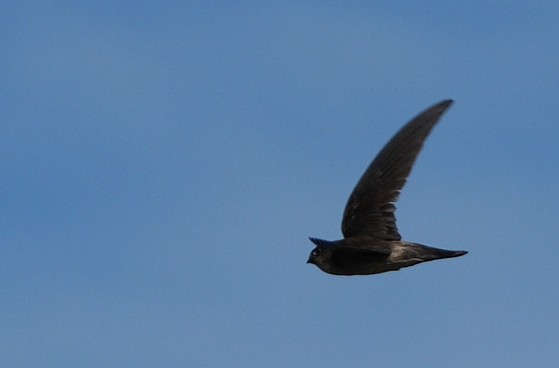 White-nest Swiftlet - ML646111148