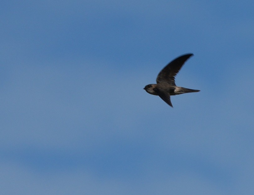 White-nest Swiftlet - ML646111149