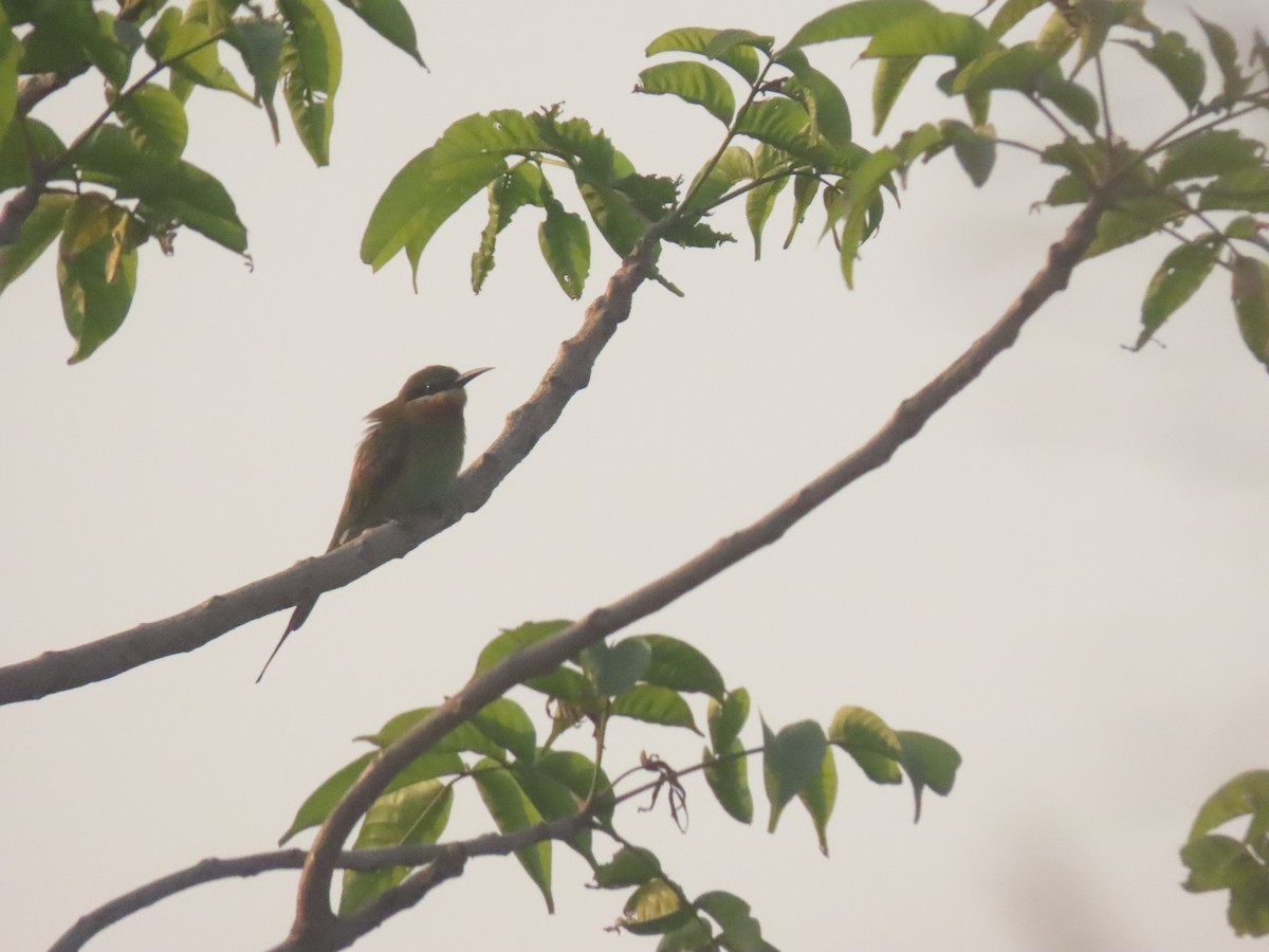 Blue-tailed Bee-eater - ML646111150