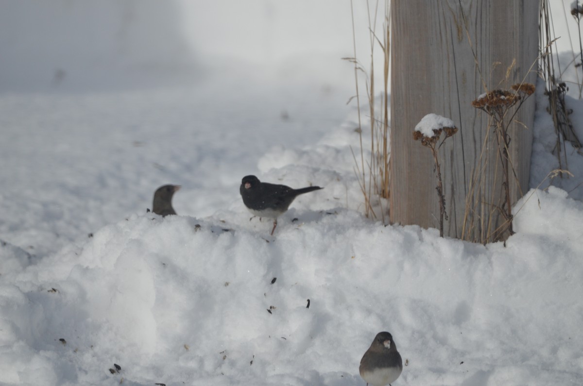 Dark-eyed Junco - ML646111153