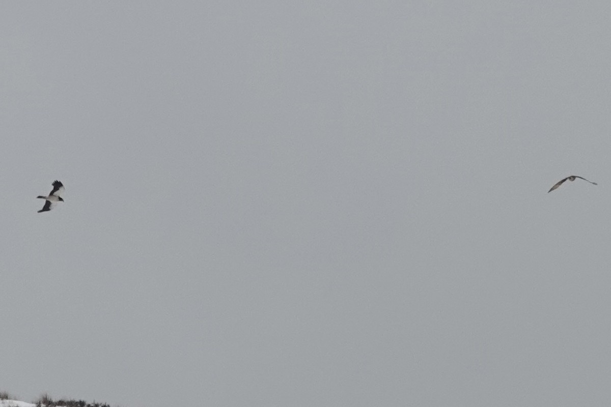 White-throated Caracara - ML646111161