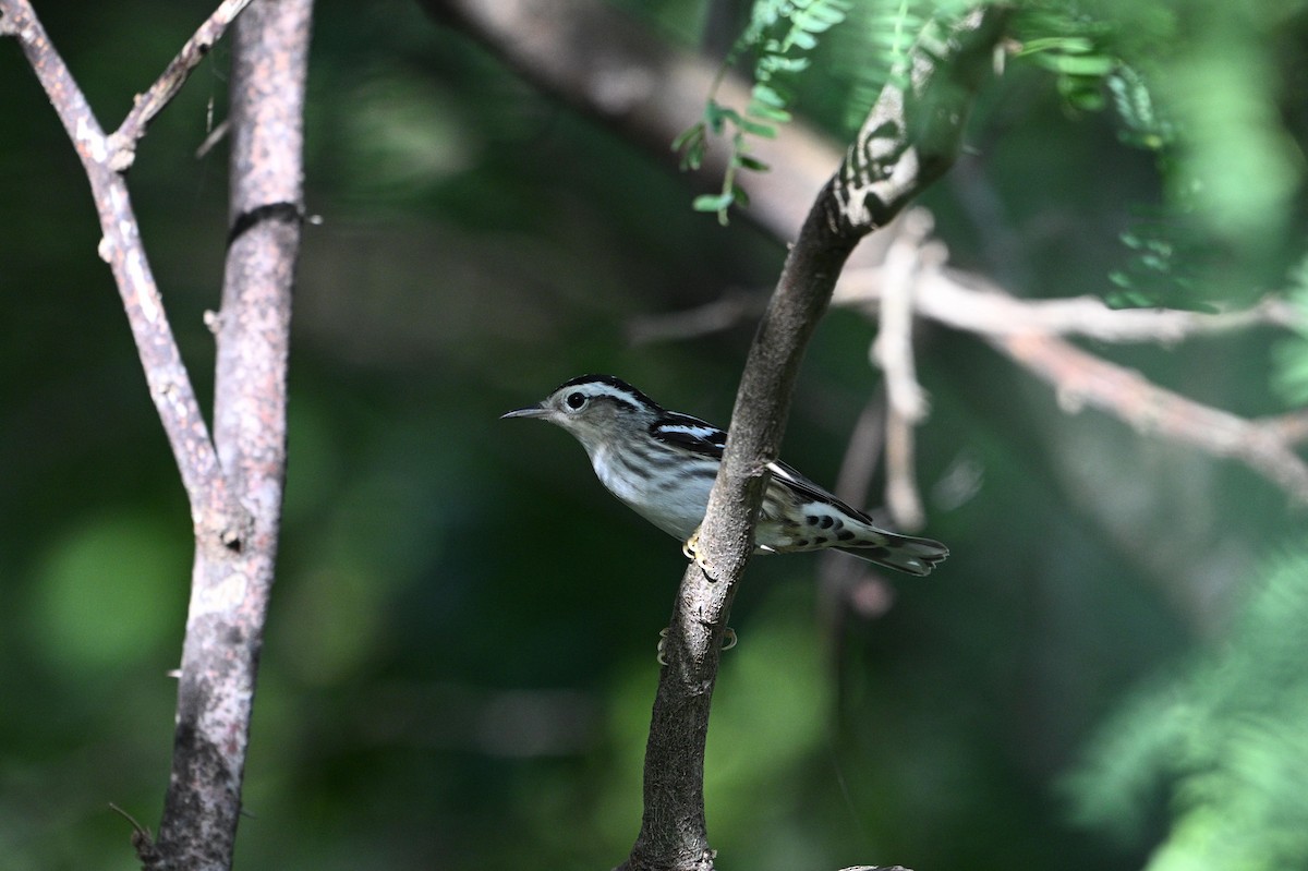 Black-and-white Warbler - ML646111166