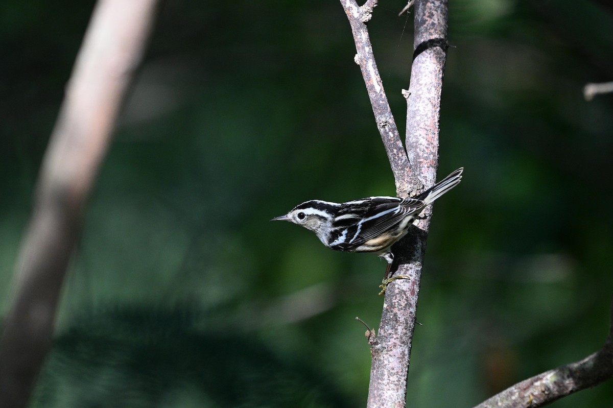 Black-and-white Warbler - ML646111167
