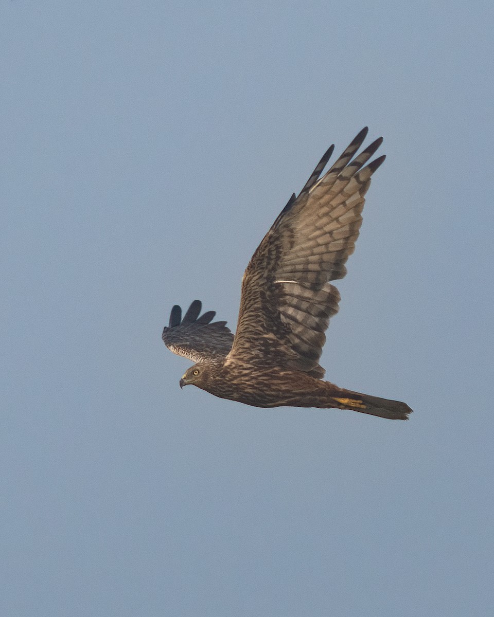 moták východní - ML646111172