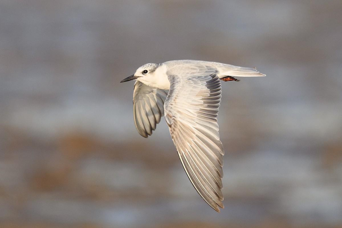 Whiskered Tern - ML646111173