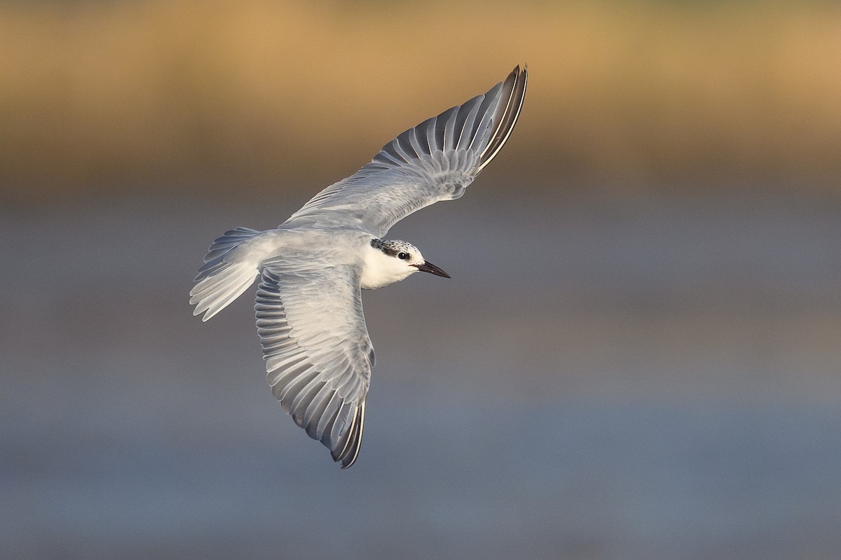 Whiskered Tern - ML646111174