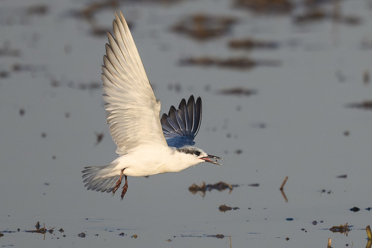 Whiskered Tern - ML646111187