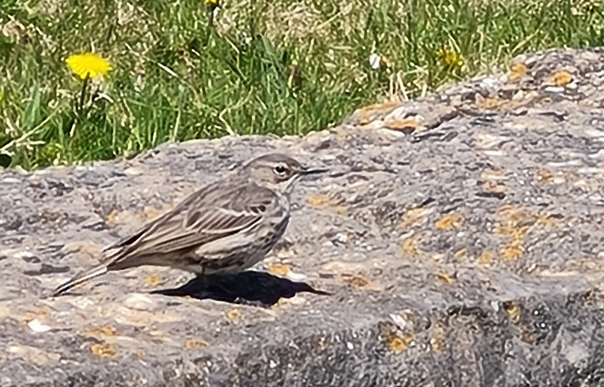 Bisbita Costero - ML646111189