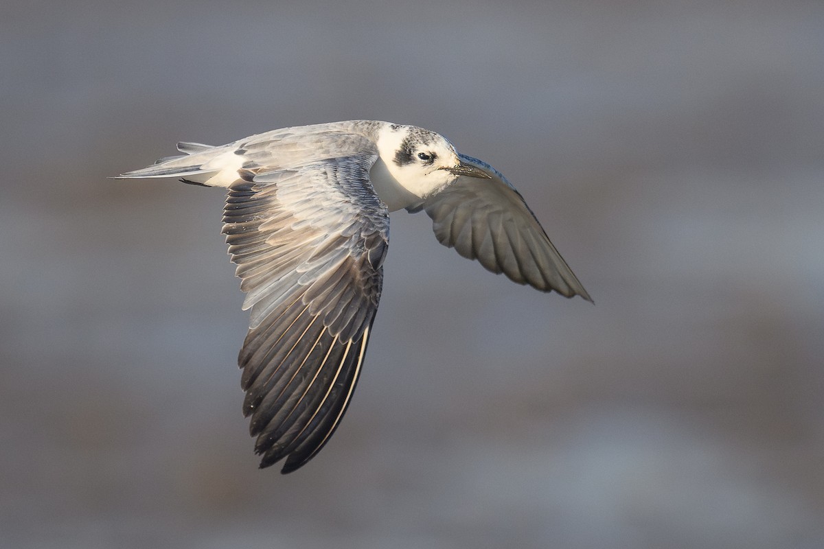 White-winged Tern - ML646111193