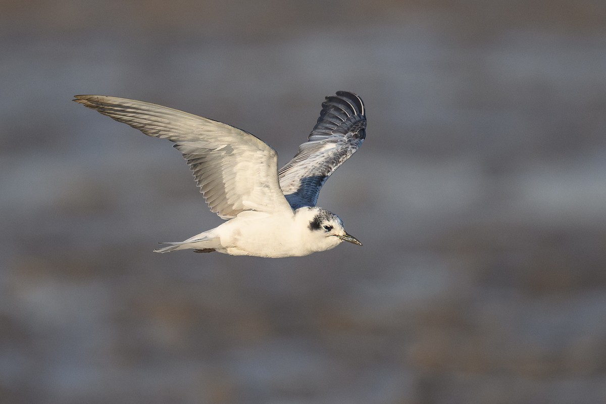 White-winged Tern - ML646111199