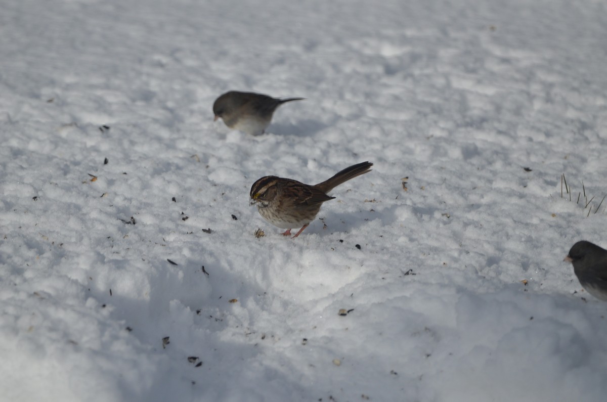 White-throated Sparrow - ML646111202