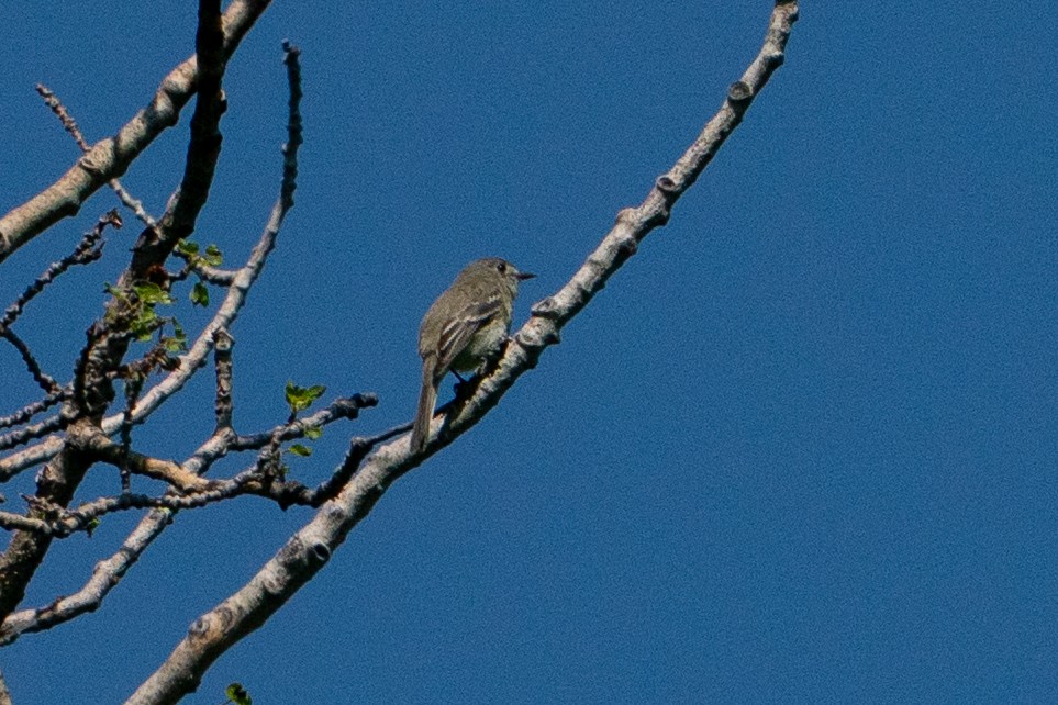 krattempid - ML646111220