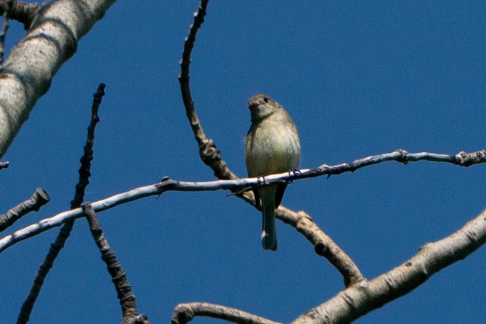 krattempid - ML646111225