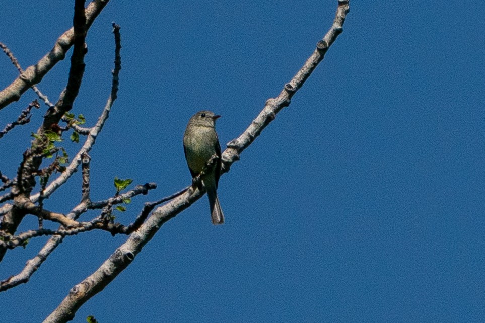 krattempid - ML646111227