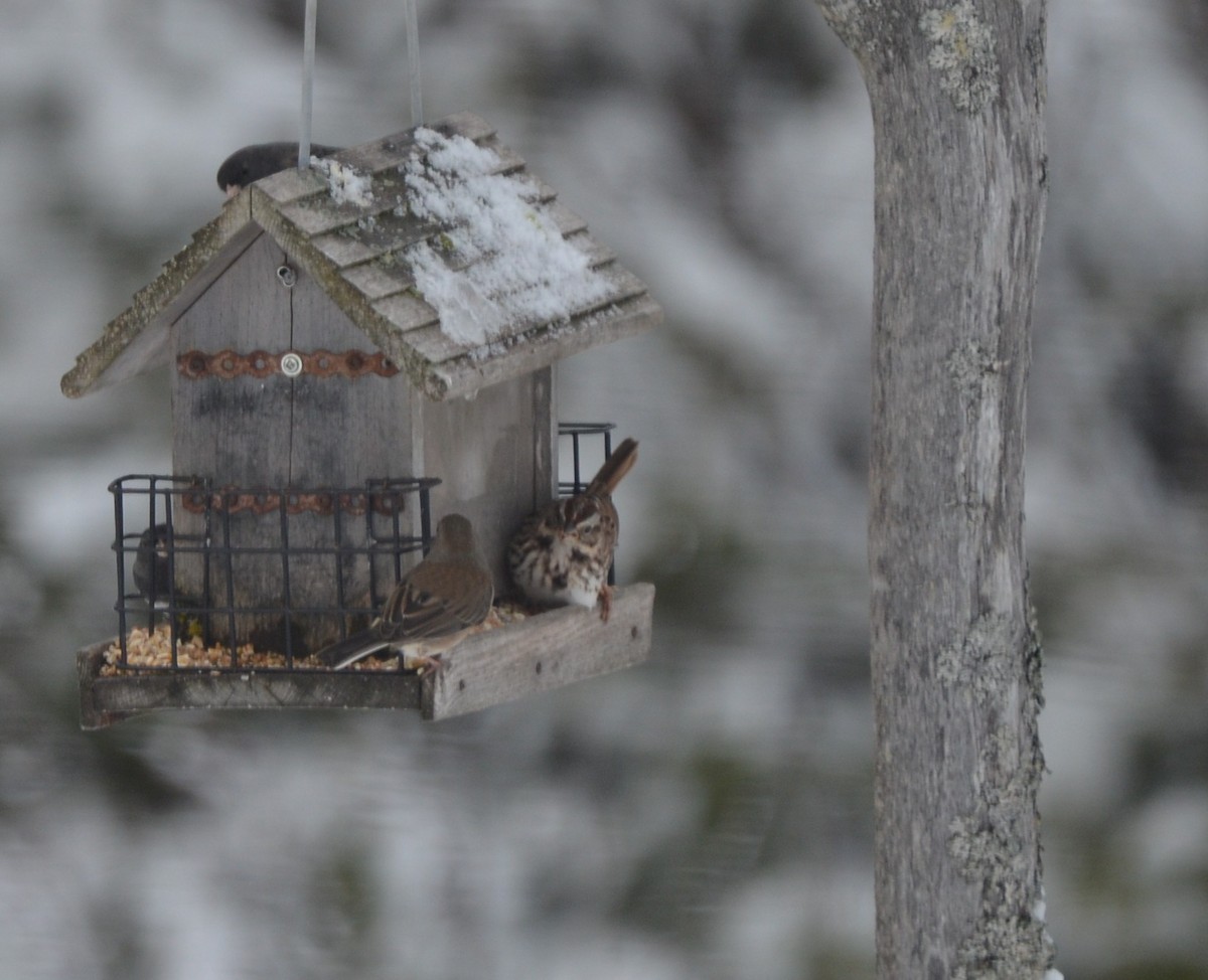 Song Sparrow - ML646111242