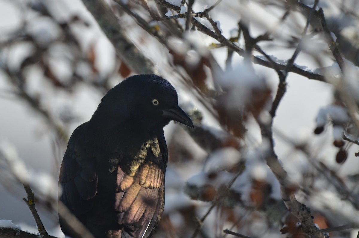 Zanate Común - ML646111248