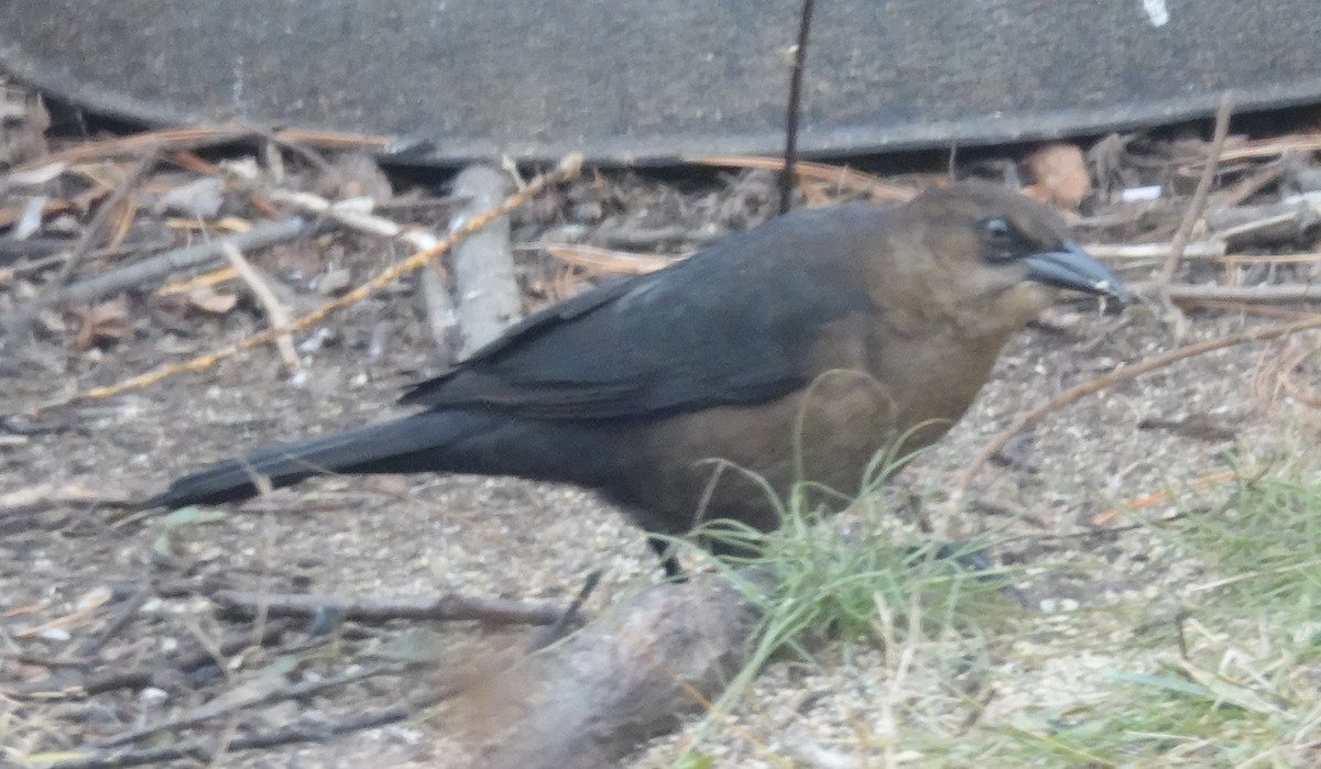 Boat-tailed Grackle - ML646111255