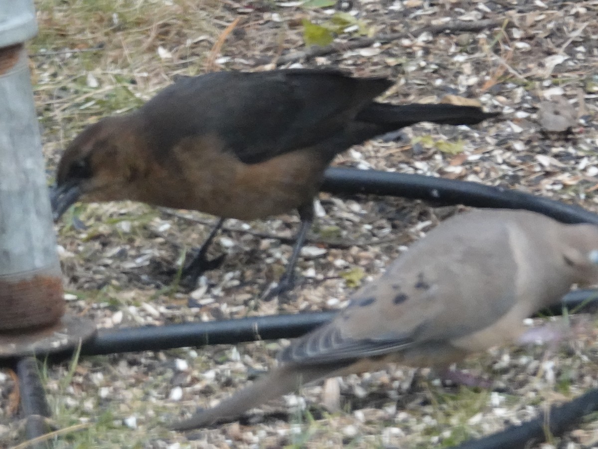 Boat-tailed Grackle - ML646111256