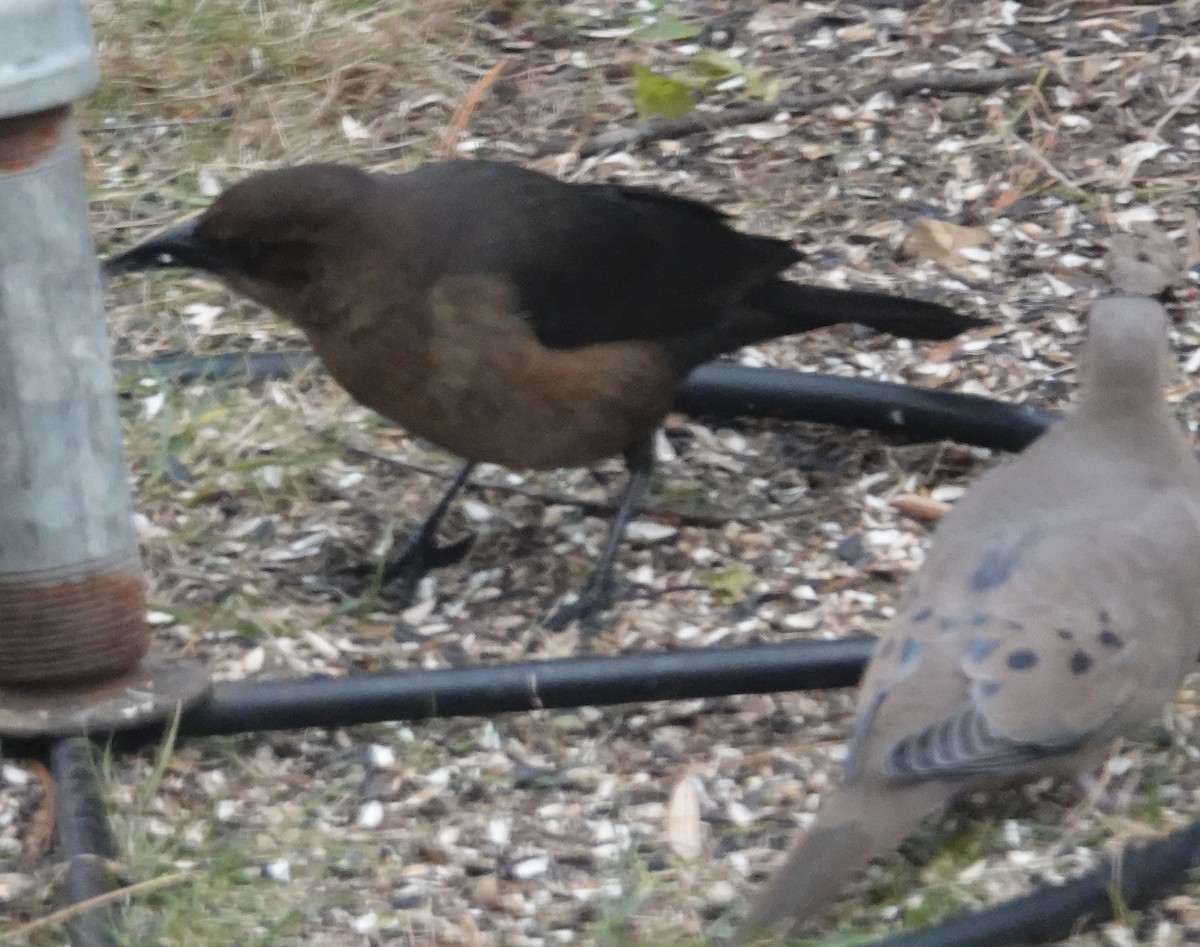 Boat-tailed Grackle - ML646111257