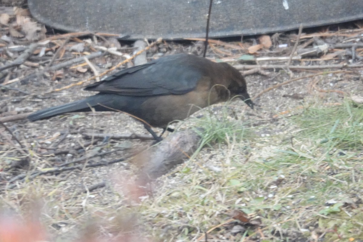 Boat-tailed Grackle - ML646111258