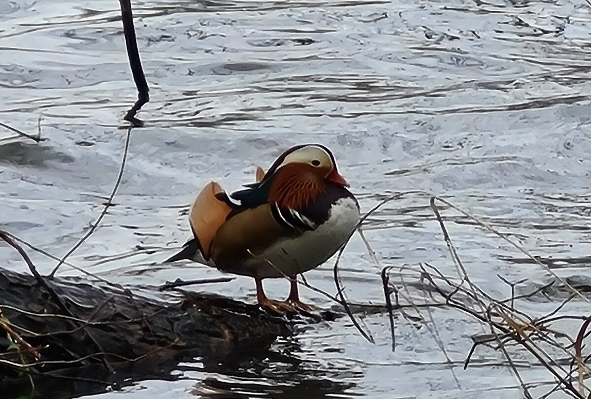 Mandarin Ördeği - ML646111265