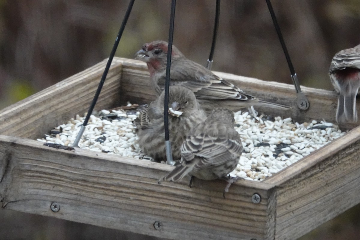 Roselin familier - ML646111271