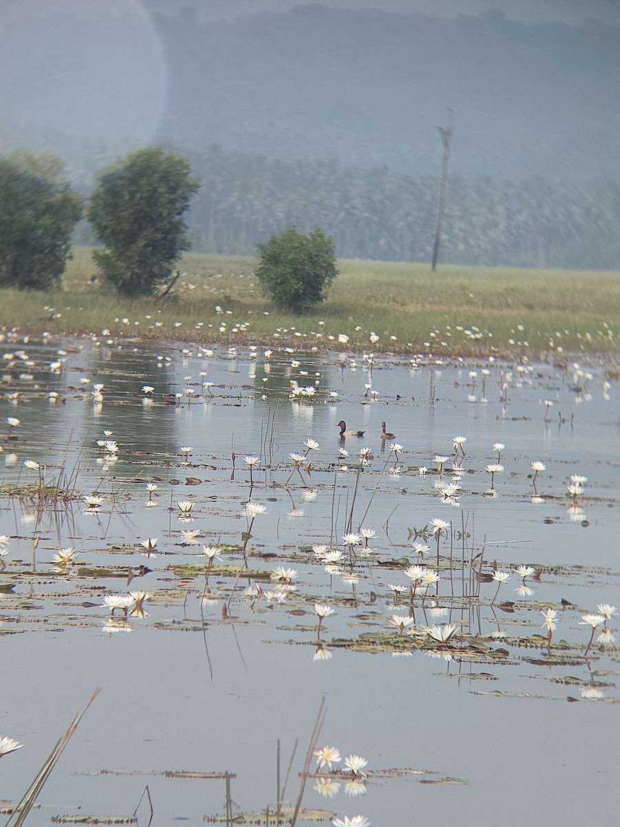 紅頭潛鴨 - ML646111276