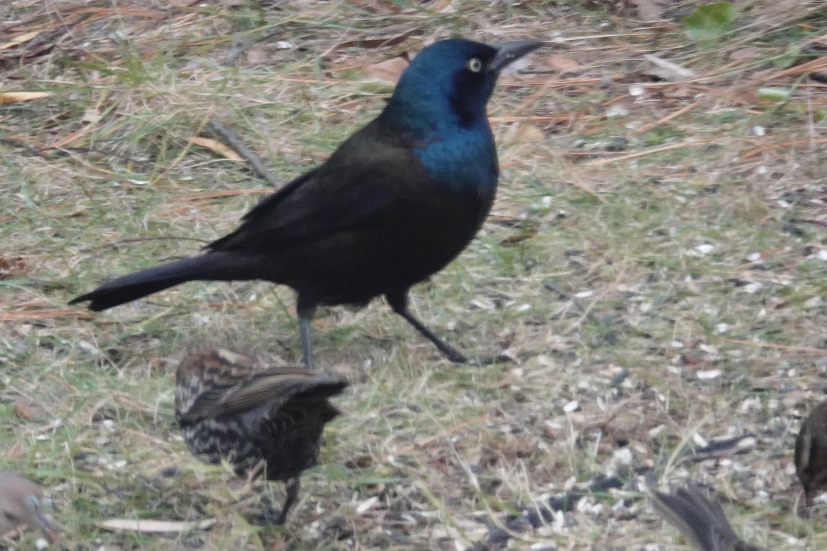 Zanate Común - ML646111278