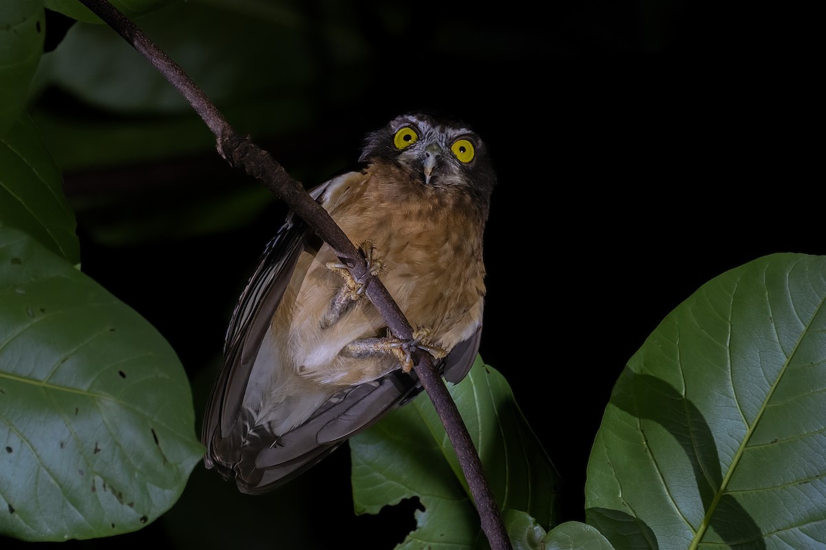 Ninoxe ocrée - ML646111279