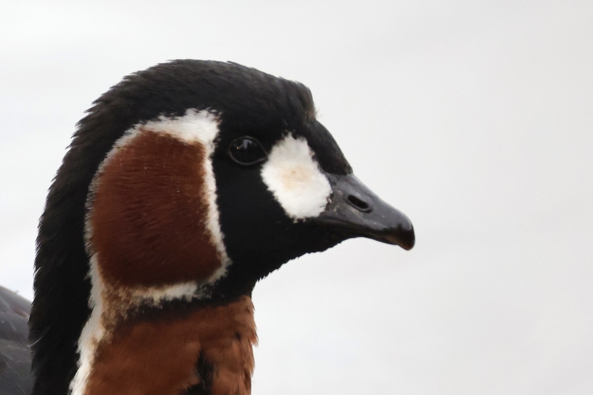 Red-breasted Goose - ML646111287