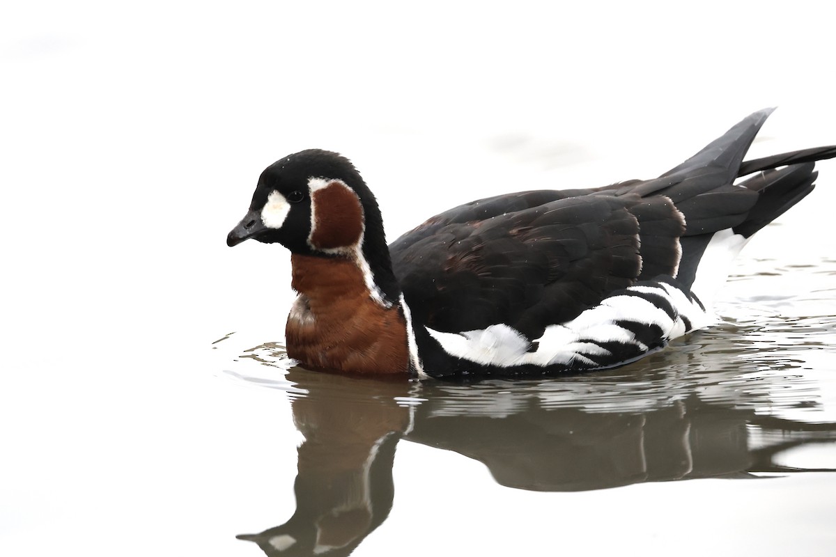 Red-breasted Goose - ML646111288