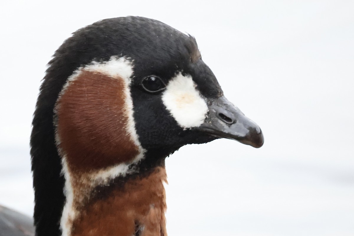 Red-breasted Goose - ML646111289